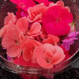 Пищевой цветок Пеларгонии, 25 шт.